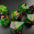 Verdant Mystique - Sharp Edge Resin 7pc DnD Dice Set-MinMax Misfits